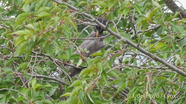 White-cheeked Starling - ML201528301