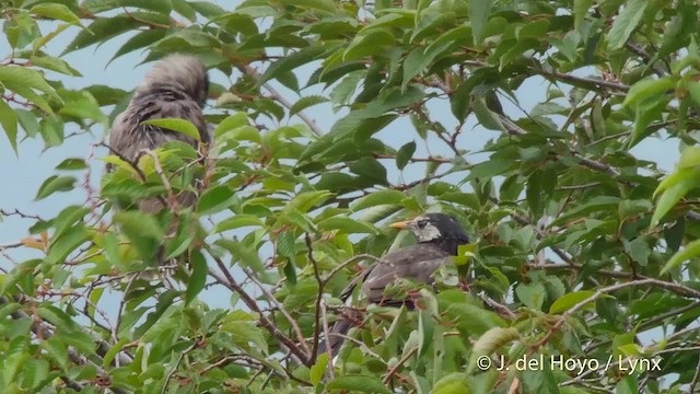 Estornino Gris - ML201528311