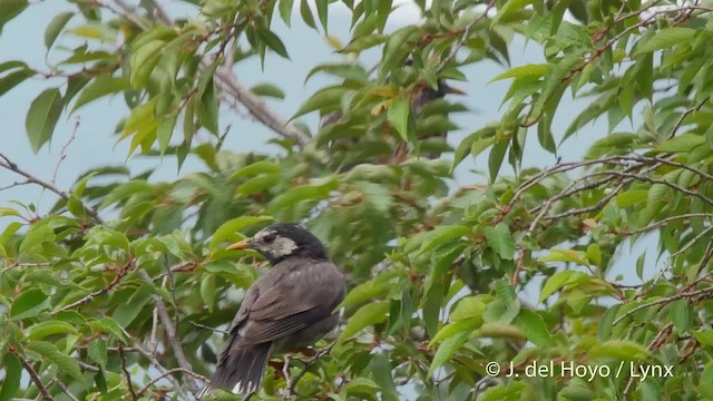 White-cheeked Starling - ML201528321