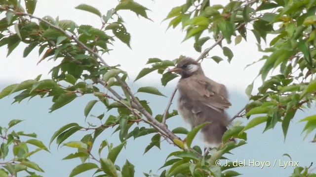 White-cheeked Starling - ML201528331