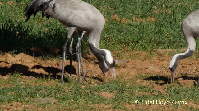 Common Crane - ML201528421