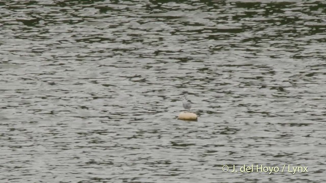 Common Tern (longipennis) - ML201528441