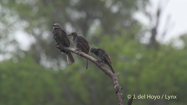 Brown-eared Bulbul - ML201528471