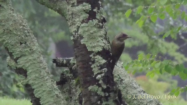 Японский дятел - ML201528481