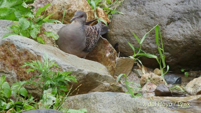 Oriental Turtle-Dove - ML201528491