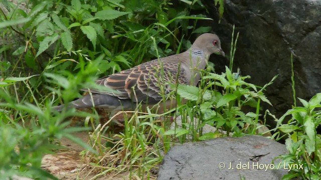 Oriental Turtle-Dove - ML201528501