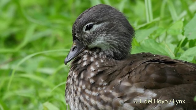 Mandarin Duck - ML201528521