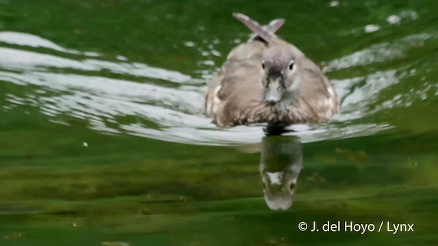 Pato Mandarín - ML201528531