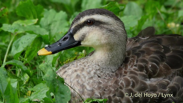 Eastern Spot-billed Duck - ML201528541