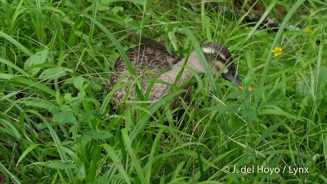 Eastern Spot-billed Duck - ML201528551