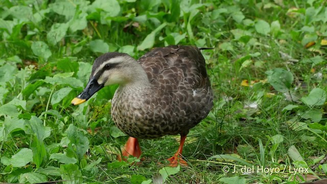 Eastern Spot-billed Duck - ML201528561