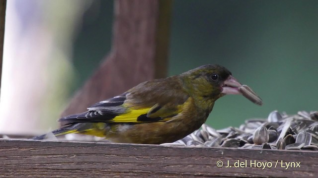 Oriental Greenfinch - ML201528581