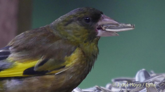 Oriental Greenfinch - ML201528591