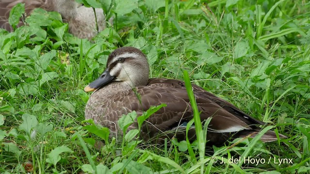 Eastern Spot-billed Duck - ML201528601