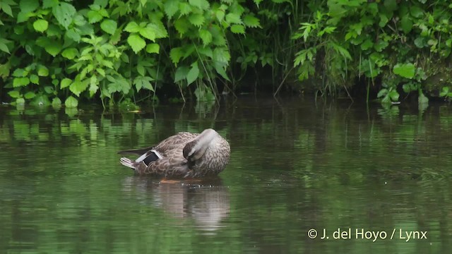 Eastern Spot-billed Duck - ML201528611