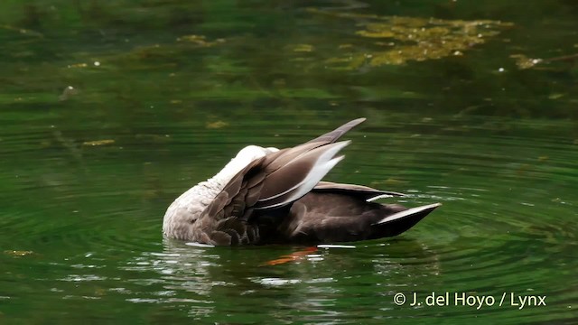 Eastern Spot-billed Duck - ML201528621