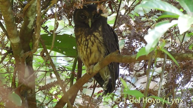 Mottled Owl (Mottled) - ML201528631
