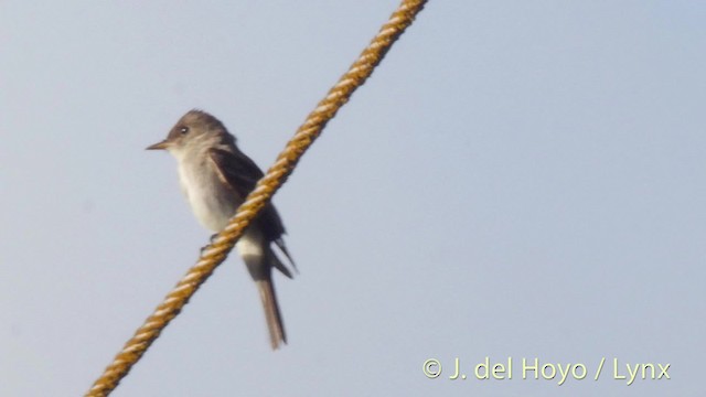 Eastern Wood-Pewee - ML201528641