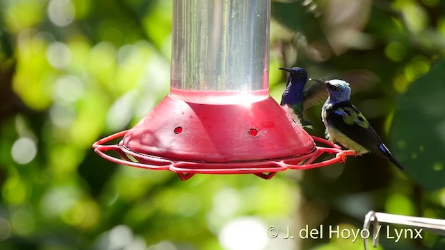 Red-legged Honeycreeper - ML201528691