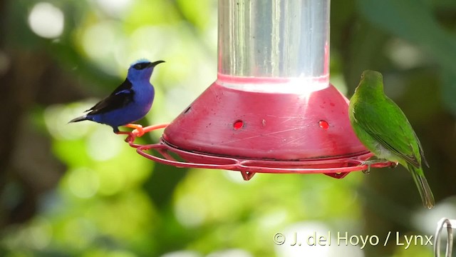 Red-legged Honeycreeper - ML201528701