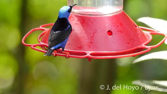 Red-legged Honeycreeper - ML201528711