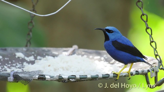 Shining Honeycreeper - ML201528721