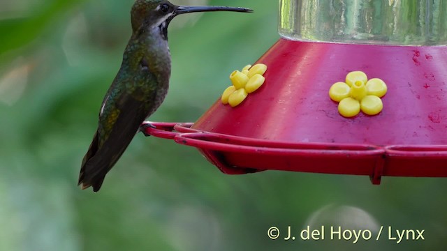 Long-billed Starthroat - ML201528811