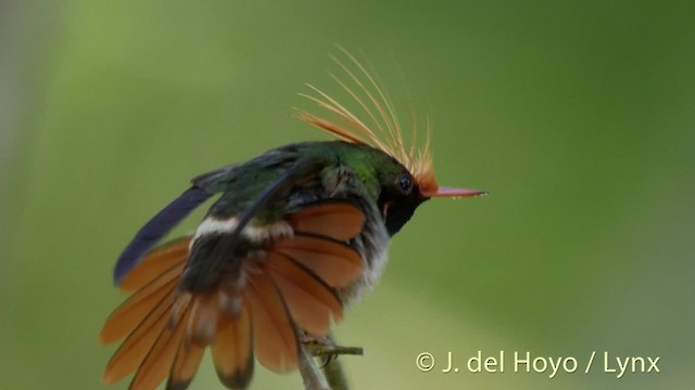 Rufous-crested Coquette - ML201528821