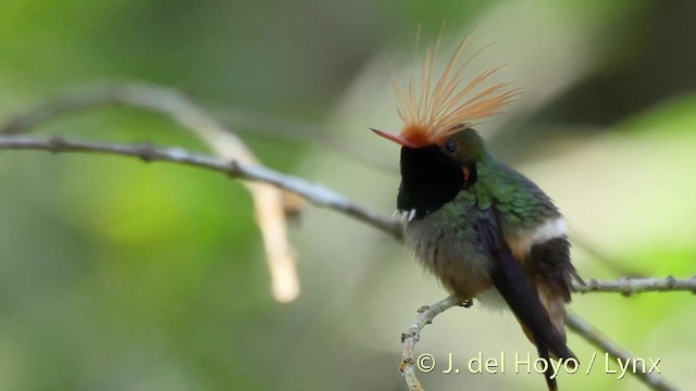 Rufous-crested Coquette - ML201528831