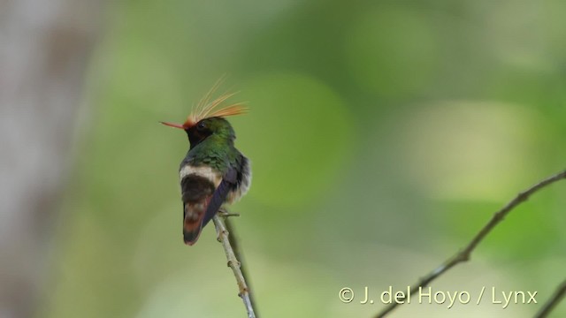 Rufous-crested Coquette - ML201528841