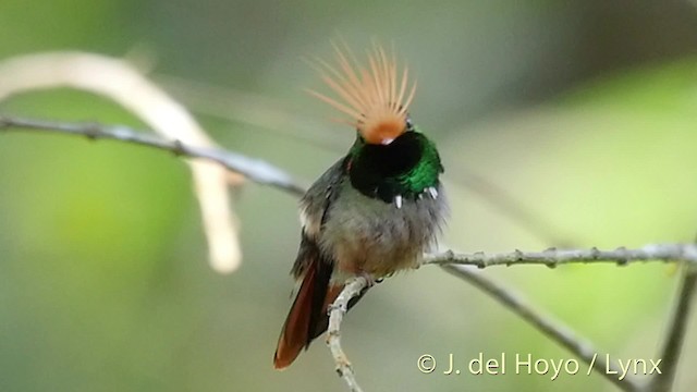 Rufous-crested Coquette - ML201528851