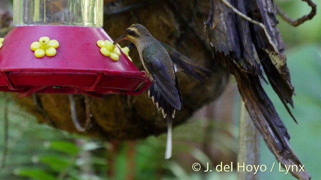 Long-billed Hermit (Central American) - ML201528881