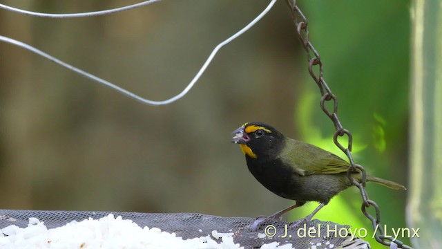 Yellow-faced Grassquit - ML201529031