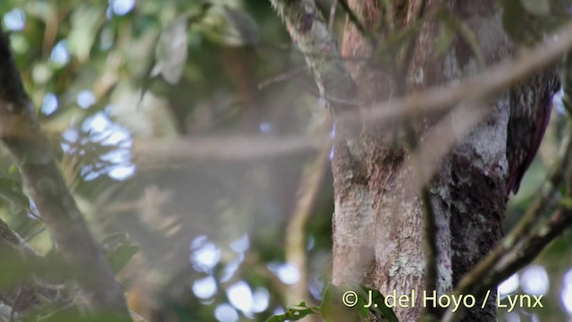 Black-striped Woodcreeper - ML201529041