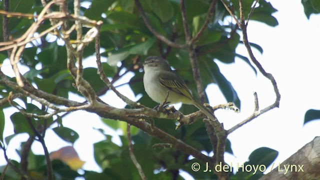 Mistletoe Tyrannulet - ML201529051