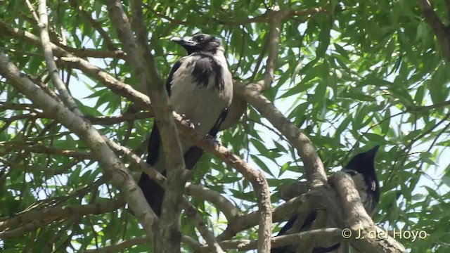 Hooded Crow (Hooded) - ML201529111