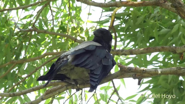 Hooded Crow (Hooded) - ML201529121