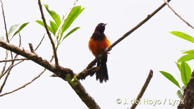 Martinique Oriole - ML201529201