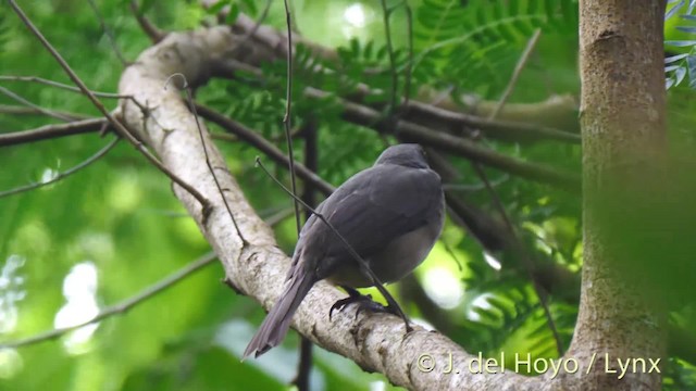 Trembleur gris - ML201529221