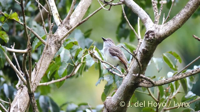 Grenada Flycatcher - ML201529231