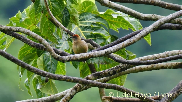 Lesser Antillean Tanager (St. Vincent) - ML201529241