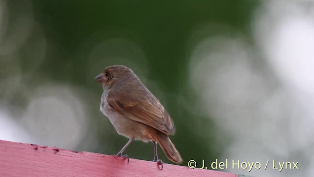 Barbados Bullfinch - ML201529251