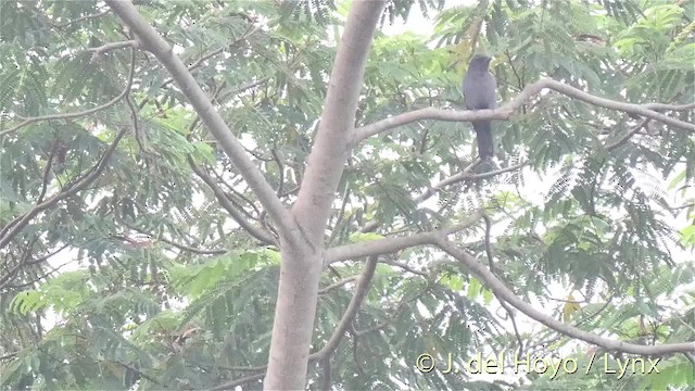 Slaty Cuckooshrike - ML201529261