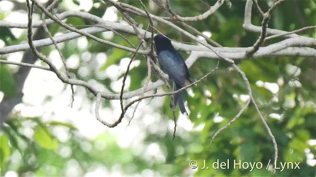 Cuclillo Drongo Moluqueño - ML201529311