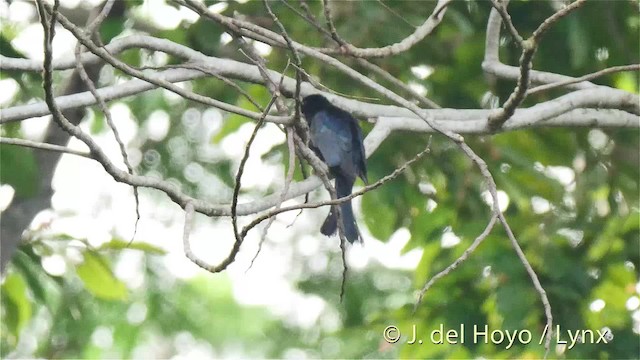 Moluccan Drongo-Cuckoo - ML201529321