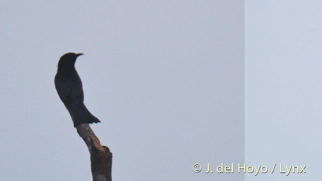 Cuclillo Drongo Moluqueño - ML201529331