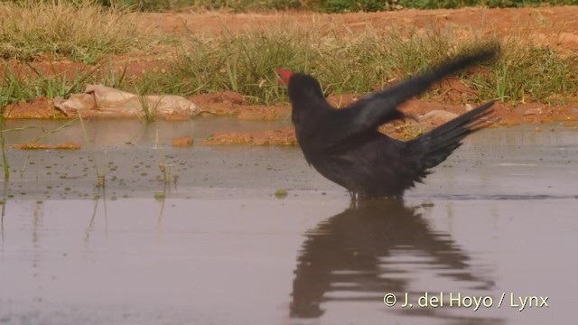 Kırmızı Gagalı Dağ Kargası [pyrrhocorax grubu] - ML201529381