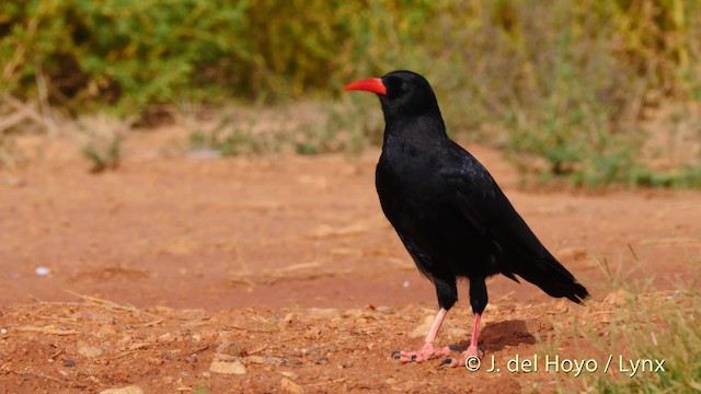 Chova Piquirroja (grupo pyrrhocorax) - ML201529391