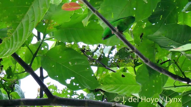 Sula Hanging-Parrot - ML201529401