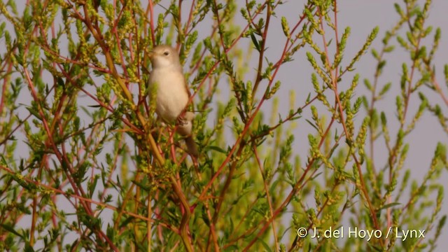 Curruca Tomillera - ML201529431